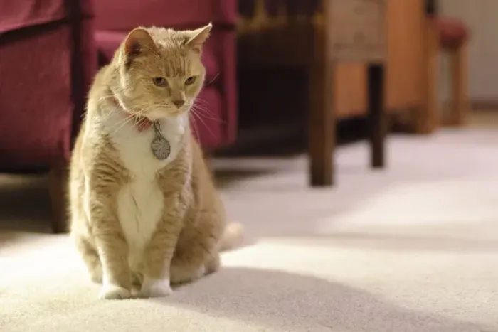 Framed Print : Orange tabby housecat stares into distance, in a living room Framed Print : Orange tabby housecat stares into distance, in a living room