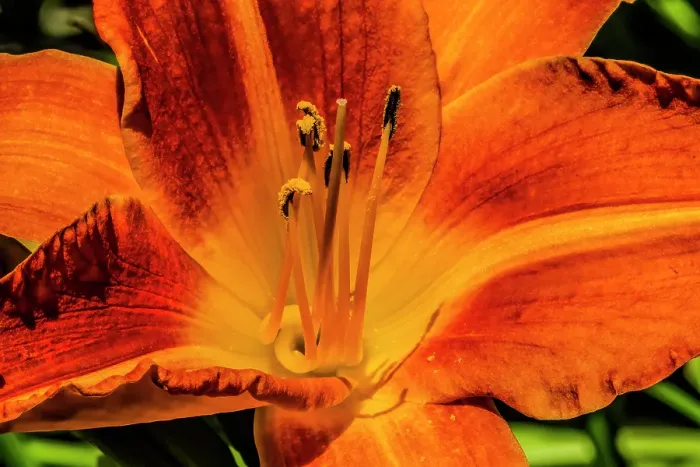 Framed Print : Orange tawny day-lily, Bellevue Botanical Garden, Washington State, Usa Framed Print : Orange tawny day-lily, Bellevue Botanical Garden, Washington State, Usa