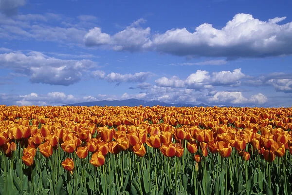 Orange tulips in field Skagit Valley, Washington