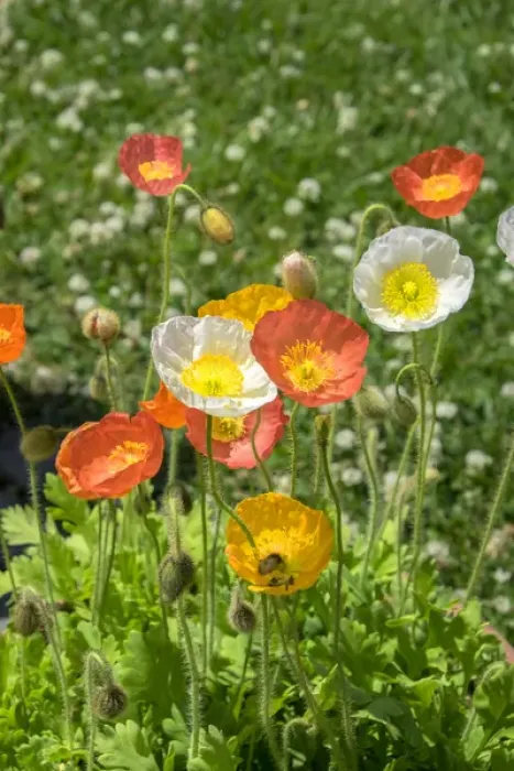Framed Print : Orange and white poppies, USA