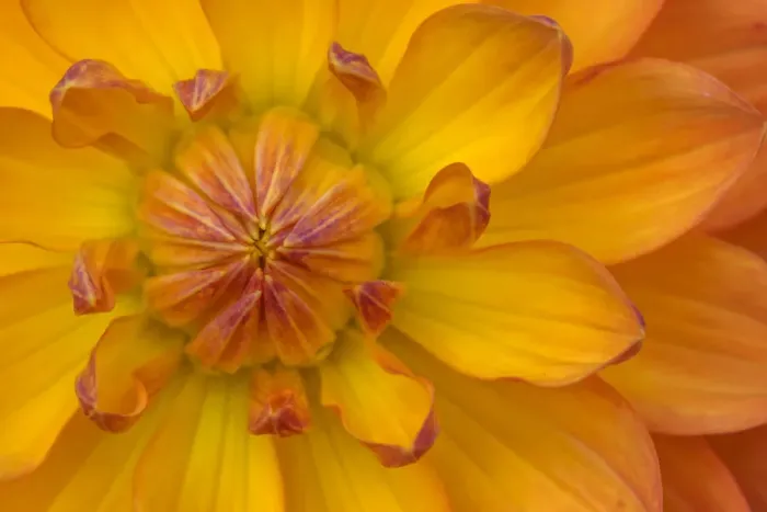 Framed Print : Orange yellow Waterlily Many Petals Dahlia Blooming Framed Print : Orange yellow Waterlily Many Petals Dahlia Blooming