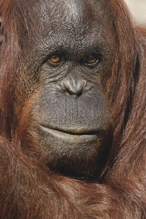 Framed Print : Orangutan, Pongo, native to Borneo and Sumatra