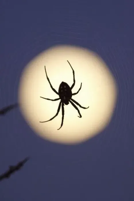Framed Print : Orb spider on web