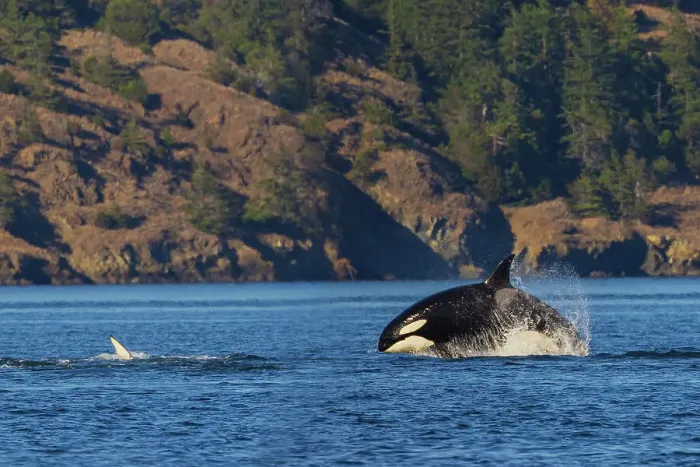 Framed Print : Orca breaching
