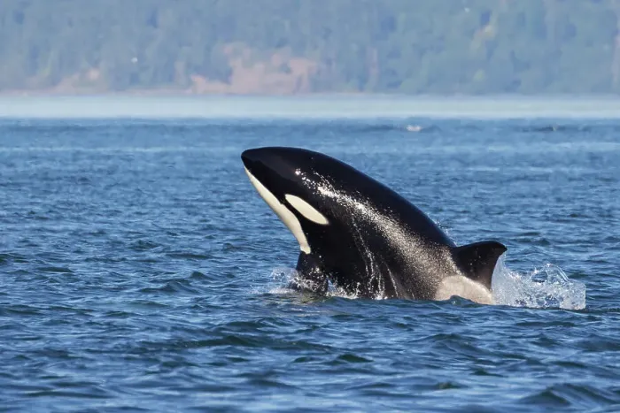 Framed Print : Orca breaching Framed Print : Orca breaching