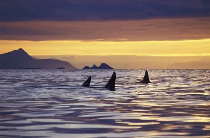 Framed Print : Orca or Killer Framed Print : Orca or Killer