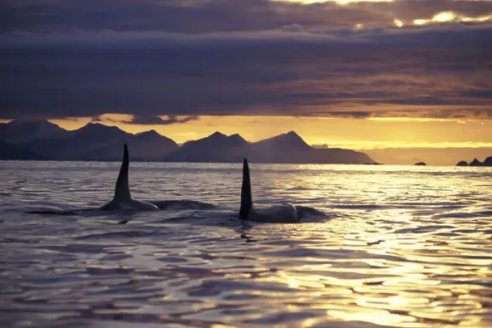 Framed Print : Orca or Killer