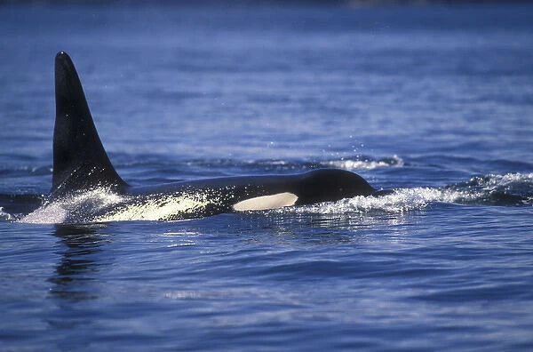 Orca Killer Whales (Orca orcinus) near San Juan Island, WA State, USA