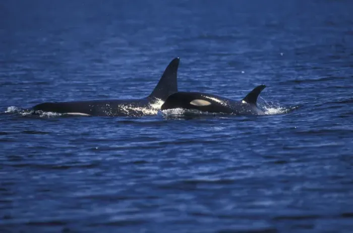 Framed Print : Orca Killer Whales (Orca orcinus) near San Juan Island, WA State, USA