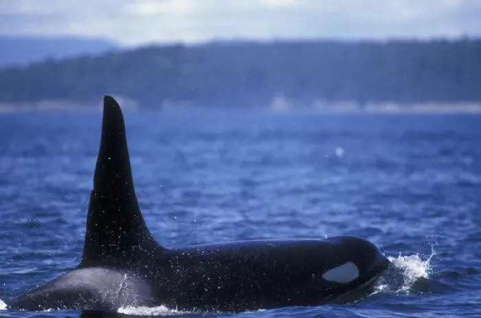 Framed Print : Orca Killer Whales (Orca orcinus) near San Juan Island, WA State, USA