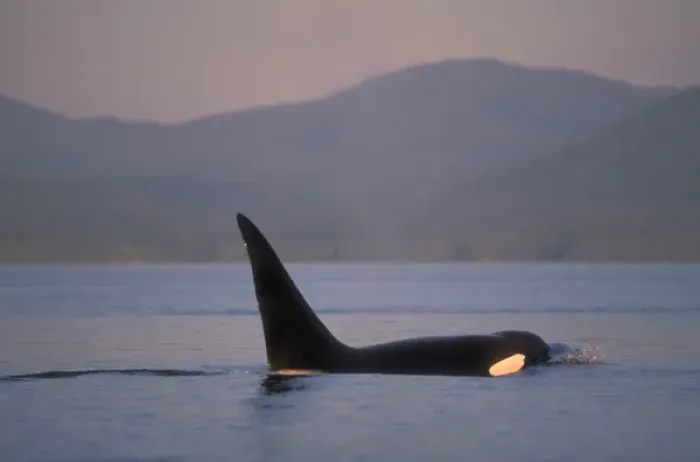 Framed Print : Orca Killer Whales (Orca orcinus) near San Juan Island, WA State, USA