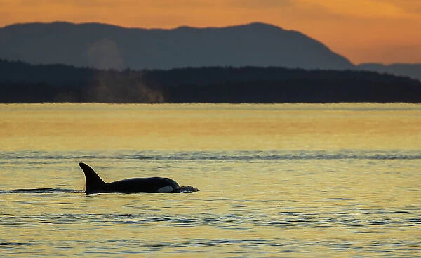 Orca surfacing at sunset