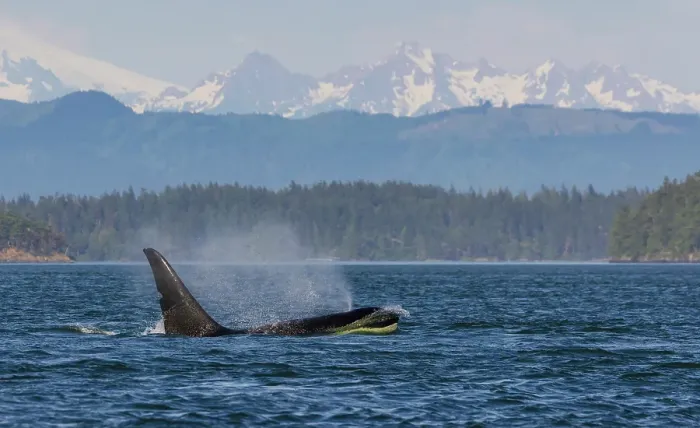 Framed Print : Orca whale surfacing in front of the Cascade Mountain Range, Washington State Framed Print : Orca whale surfacing in front of the Cascade Mountain Range, Washington State