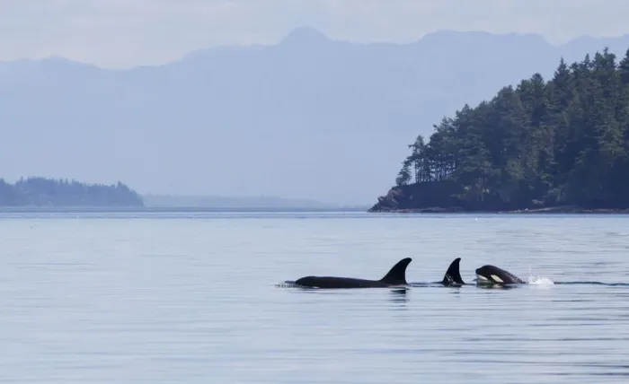 Framed Print : Orca whales, pod with a youngster
