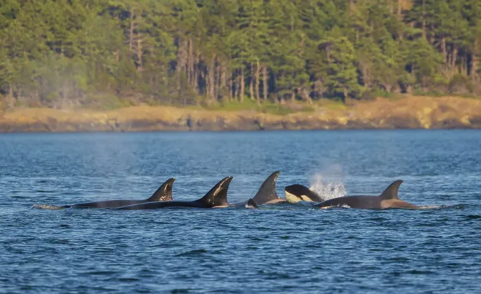 Framed Print : Orca whales surfacing