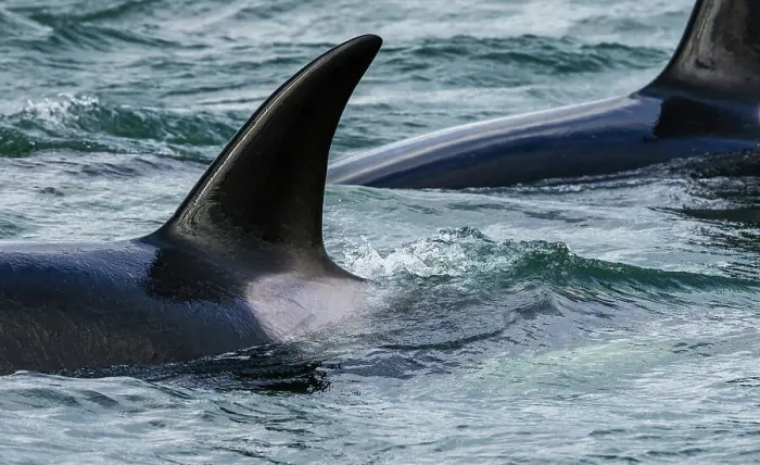 Framed Print : Orca whales surfacing while cruising around the San Juan Islands, Washington State, USA Framed Print : Orca whales surfacing while cruising around the San Juan Islands, Washington State, USA