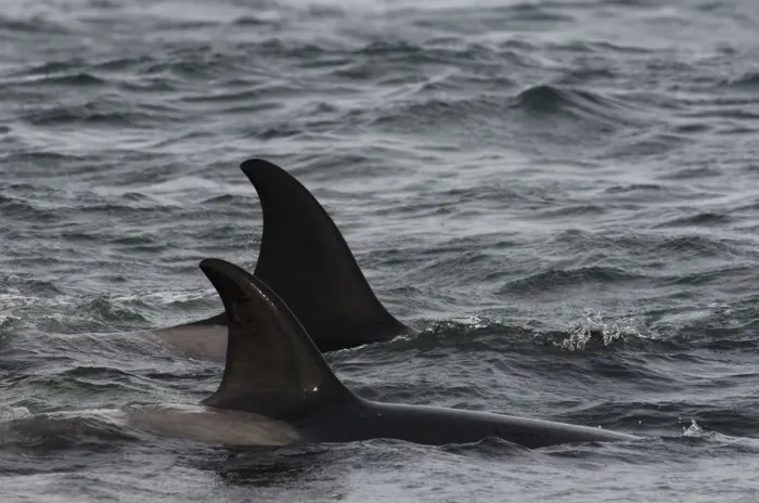 Framed Print : Orcas or Killer Whales (Orcinus orca) The birds are picking up scraps of meat that