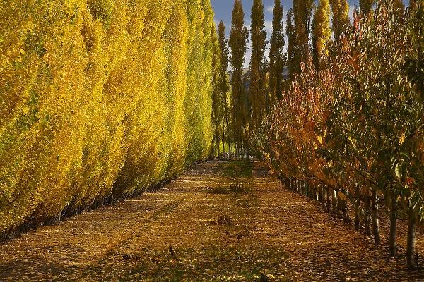 Orchard in autumn, Ripponvale, near Cromwell, Central Otago, South Island, New Zealand