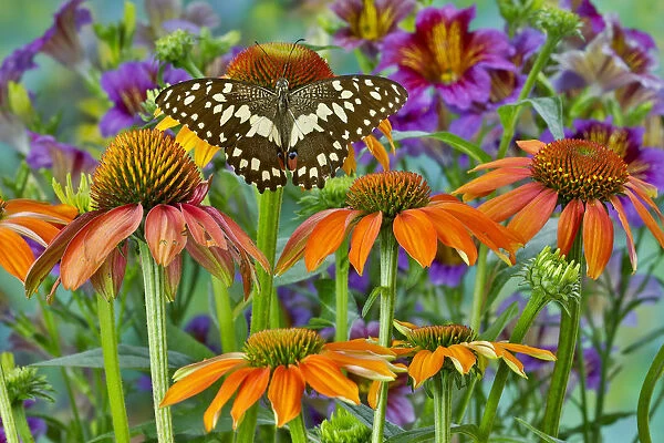 Orchard butterfly, Papilio demodocus on coneflower