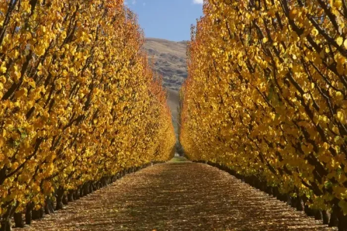 Framed Print : Orchard, Cromwell, Central Otago, South Island, New Zealand