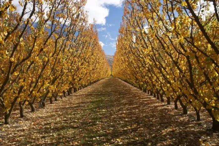 Framed Print : Orchard, Cromwell, Central Otago, South Island, New Zealand