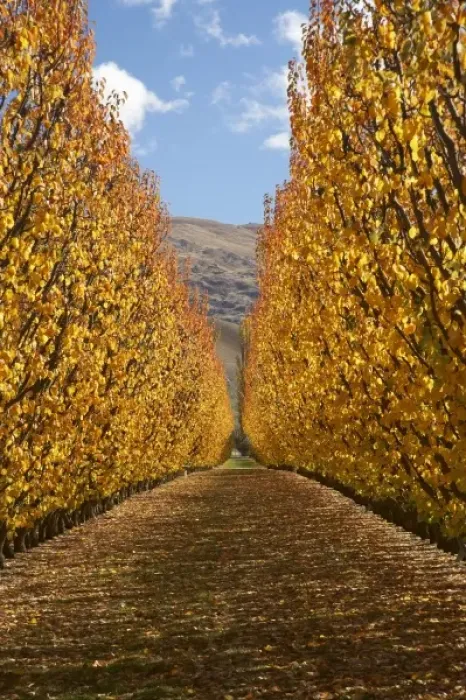 Framed Print : Orchard, Cromwell, Central Otago, South Island, New Zealand