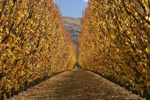 Orchard, Cromwell, Central Otago, South Island, New Zealand