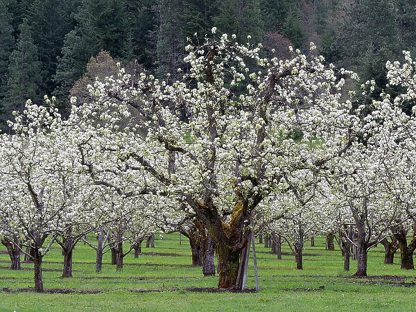 Orchard of fruit trees in full blossom in the spring
