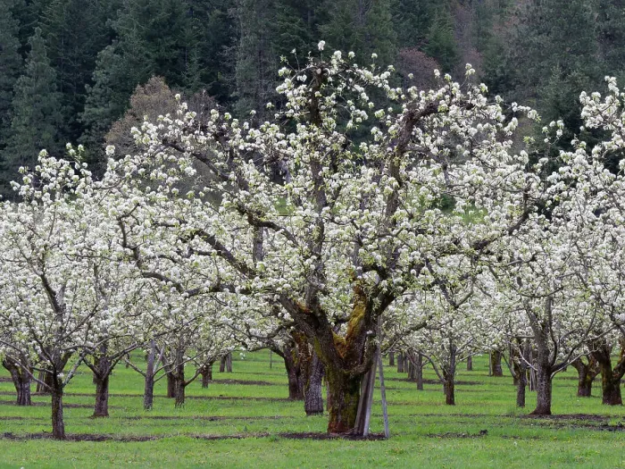 Framed Print : Orchard of fruit trees in full blossom in the spring Framed Print : Orchard of fruit trees in full blossom in the spring