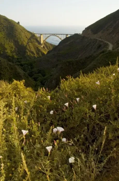Framed Print : Orchard morning-glories, Convolvulus arvensis, and Bixby Bridge, Bixby Canyon, Big Sur