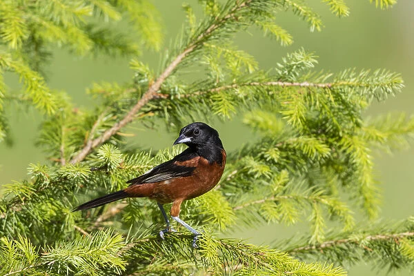 Orchard oriole male in spruce tree Marion County, Illinois
