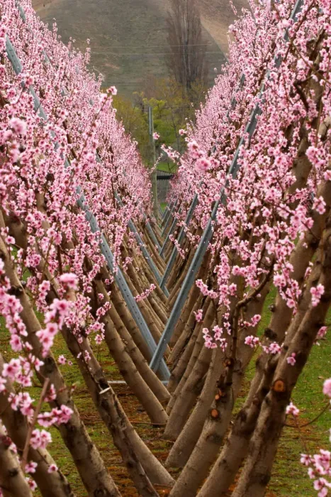 Framed Print : Orchard in Spring, Cromwell, Central Otago, South Island, New Zealand