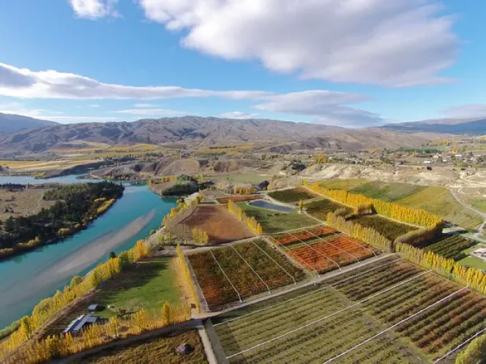 Framed Print : Orchards, poplar trees, and Lake Dunstan, Bannockburn, near Cromwell, Central Otago Framed Print : Orchards, poplar trees, and Lake Dunstan, Bannockburn, near Cromwell, Central Otago