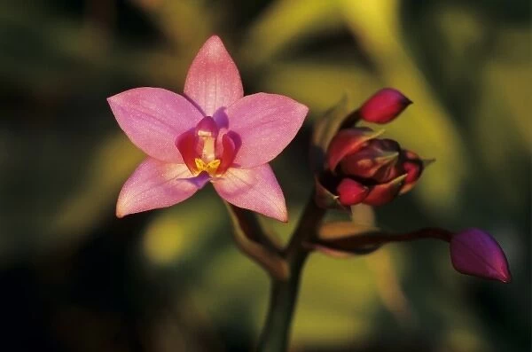 Orchid, blooming, Kauai, Hawaii, USA