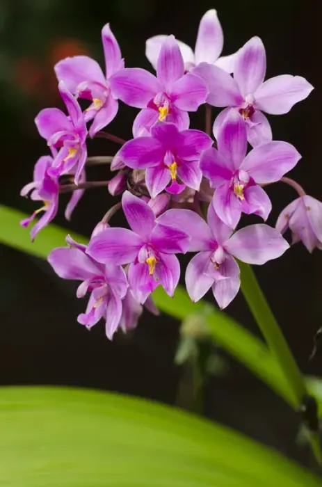 Framed Print : Orchid, Bouma National Heritage Park, Fiji. South Pacific