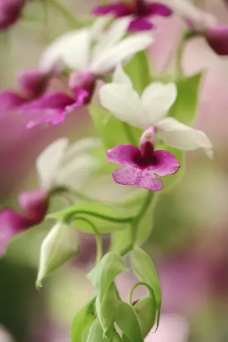 Framed Print : Orchid Calanthe vestita Framed Print : Orchid Calanthe vestita