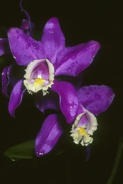 Orchid, (Cattleya harrisoniana), Costa Rica