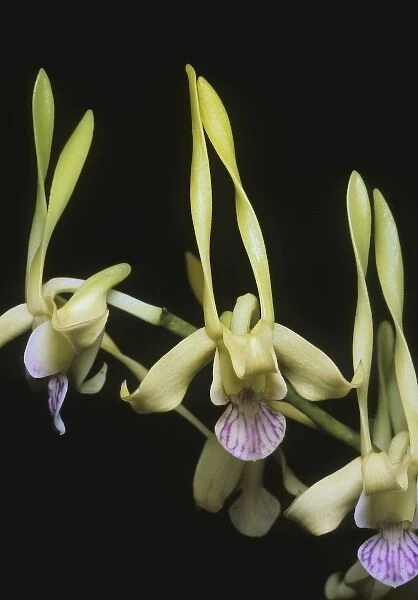 Orchid, (Dendrobium stratiotes), Papua New Guinea
