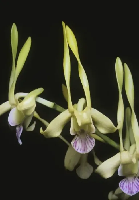 Framed Print : Orchid, (Dendrobium stratiotes), Papua New Guinea Framed Print : Orchid, (Dendrobium stratiotes), Papua New Guinea
