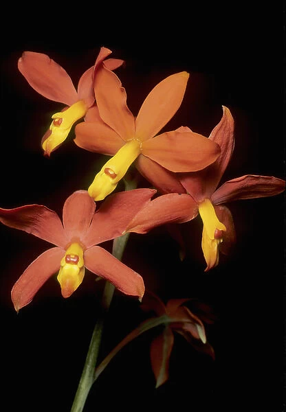 Orchid, (Encyclia vitellina), Guatemala highlands