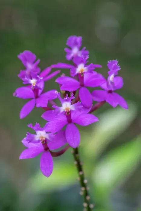 Framed Print : Orchid, Epidendrum Framed Print : Orchid, Epidendrum