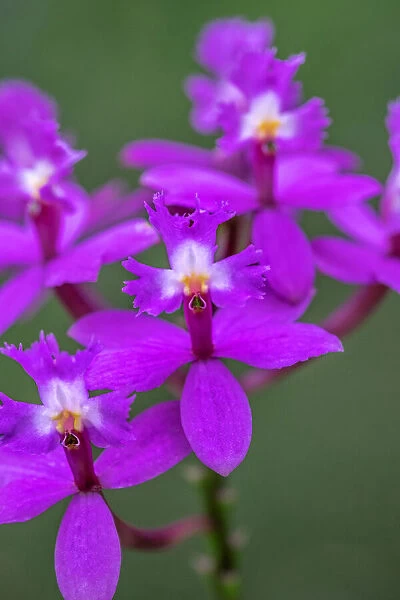 Orchid, Epidendrum