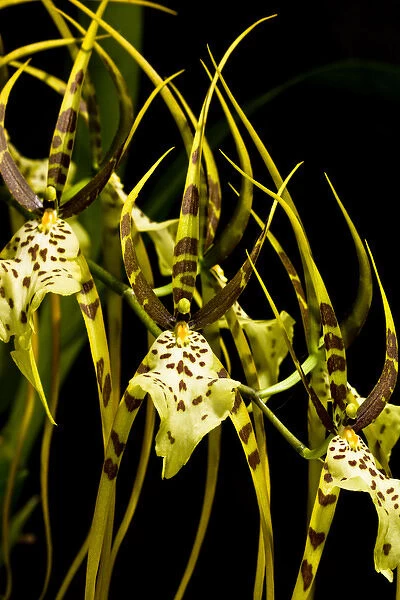 An Orchid, of the genus Bulbophyllum, is a unique hybrid now cultivated and sold