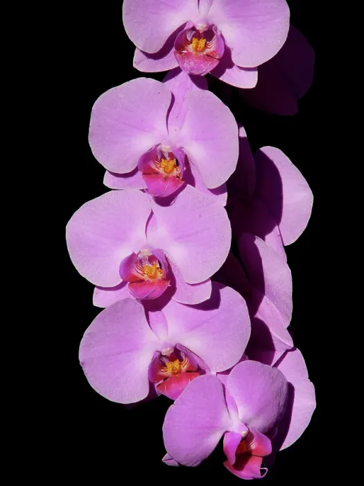 Framed Print : Orchid growing outside in garden, Southern Florida