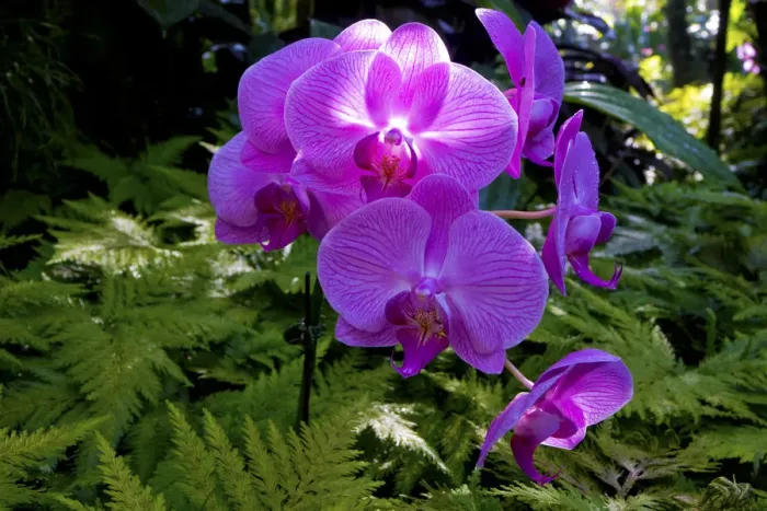 Framed Print : Orchid in Hawaii Botanical Garden, Big Island, Hawaii