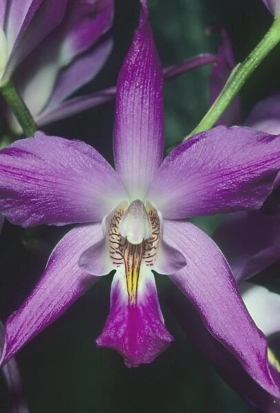Orchid, (Laelia gouldiana), Mexico