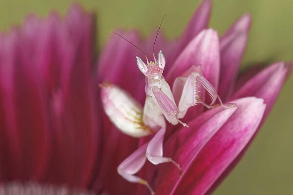 Orchid mantis close-up, native to Southeast Asia