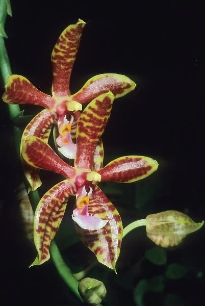 Orchid, (Phalaenopsis mannii), India