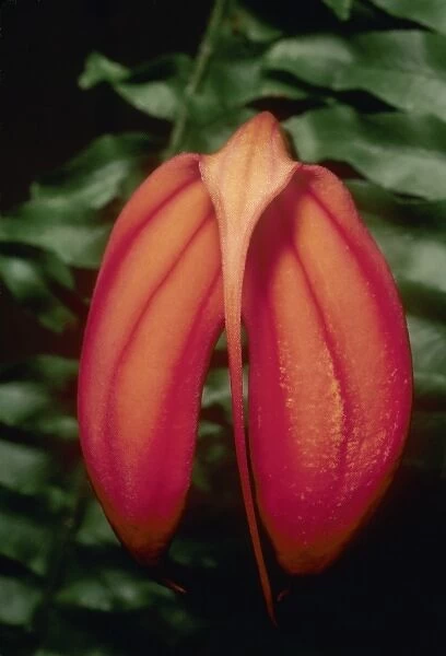 Orchid species, (Masdevallia ignea), Colombia