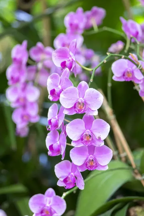 Framed Print : Orchid, USA